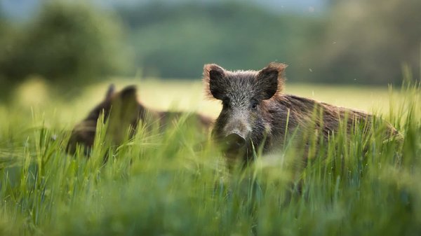 À quoi sert un répulsif sanglier ?