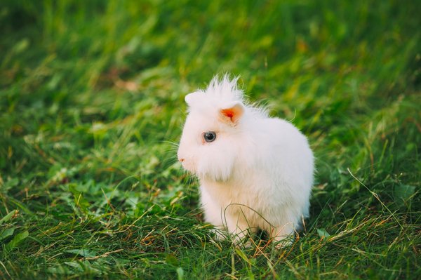 Comment stériliser un lapin extra nain?